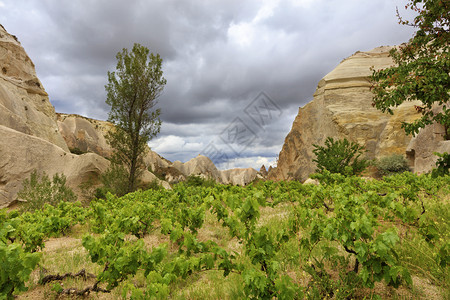 在卡帕多西亚山谷的春Cappadocicia青葡萄树丛上种植的在卡帕多西亚山谷被舒适地包围的松土壤上生长的青红葡萄树丛自然岩石形图片