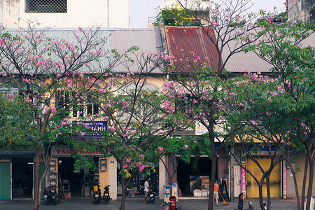 2019年西贡市Tabebuia玫瑰花季粉红色朵盛开的在越南一连排老房子上登着美丽的封面高亚洲人明图片