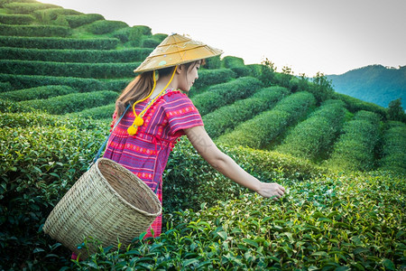 当地山区部落妇女晚上在山举着青绿茶叶在泰国农林种植园DoiMaeSaleSalongFahLuangChangRai的日落光树农图片