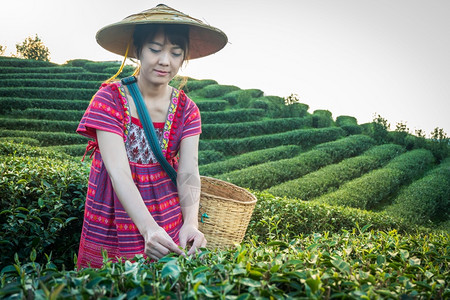 篮子旅行树叶当地山区部落妇女晚上在山举着青绿茶叶在泰国农林种植园DoiMaeSaleSalongFahLuangChangRai图片