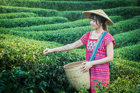 当地山区部落妇女晚上在山举着青绿茶叶在泰国农林种植园DoiMaeSaleSalongFahLuangChangRai的日落光春天图片