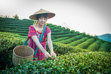 蒋植物当地山区部落妇女晚上在山举着青绿茶叶在泰国农林种植园DoiMaeSaleSalongFahLuangChangRai的日落图片