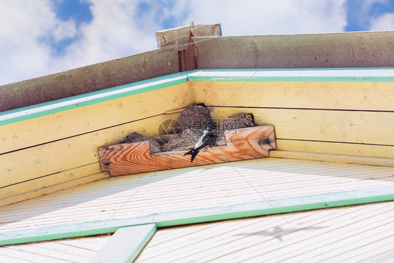 鸟燕子家庭或马丁族在阳光明媚的夏日喂养小鸡有针对地关注这些小鸡群和们的生长环境关怀北方图片