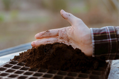 一种生产行业园艺概念员的两只手将富饶黑土插入育苗托盘准备种植幼苗图片