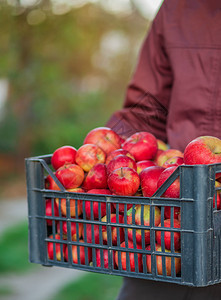 新鲜的秋收红苹果在篮子里花园的树下在模糊背景下在中午阳光结束时在花园里采摘苹果秋收在篮子里模糊的背景果实农场图片