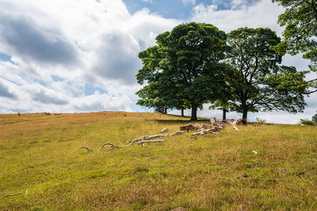 相信地产由托机构管理由英国Cheshire省Cheshire山峰区一个鹿角公园的座正式花环绕的豪宅房组成土地由信托机构管理植物天图片