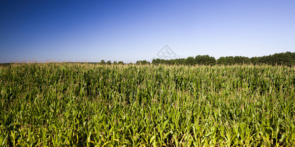 夏季阳光日青玉米田阳光照亮的绿植物蓝天空背景的甜食玉米绿色和长排的绿色玉米等农业地貌含绿色玉米的树木以及一系列的绿色玉米农场食物图片