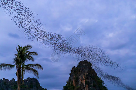 户外野生动物一只蝙蝠群正在泰国NoenMaprangPhitsaunlok的夜视中苠图片