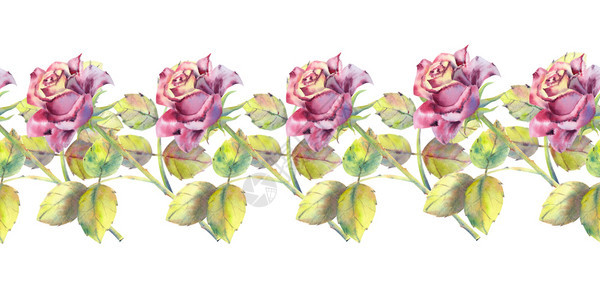 用于设计贺卡或邀请函的黑玫瑰花蕾和树叶重复夏季横向交界花朵水彩的现代作文图片