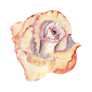 用过的桃色玫瑰开芽水彩插图剪贴画隔离在白色背景上可用于请柬明信片等桃色玫瑰隔离在白色背景上可用于请柬明信片等庆典橙图片