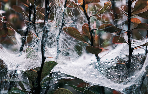 秋天湿度复杂树枝间蜘蛛网上的露水清晨滴树叶有软的选择焦点背景模糊的蜘蛛网和粉尘分流图片