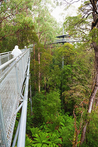 树木克罗波托夫风景澳大利亚洋路雨林中钢铁步行道OtwayFly距离地面30米澳大利亚洋路图片