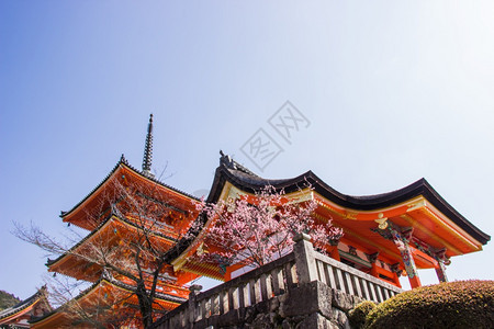 神社宗教的在日本京都盛开的樱桃花之期间清水津寺庙内美丽的建筑将会在日本京都开花漂亮的图片
