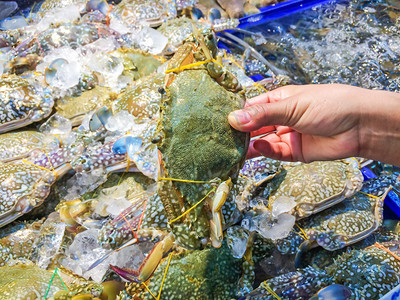 健康妇女手捡起新鲜生海花螃蟹Portunus中上浮体大放在市场上的托盘并受到游客的欢迎可以选择购买海鲜自然受欢迎的图片