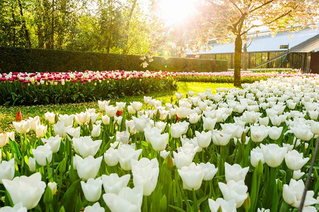 园艺耀斑荷兰利塞基肯霍夫2019年4月日荷兰凯肯霍夫的豪华花棚这是荷兰利塞Keukenhof花园荷兰鲜床最受欢迎的目地之一是南荷图片