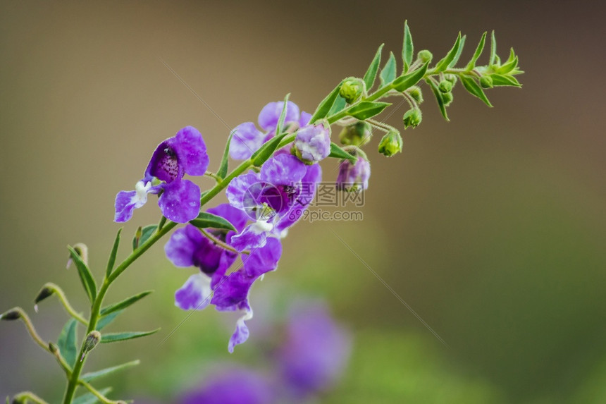 蓝色的蜜蜂小乌龟花朵是一美丽的花紫色和白都有两个图片