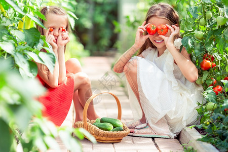 保卫萝卜白种人帮手可爱的小女孩在温室里收割拿大西红柿的孩子肖像手握着大番茄有趣的孩子肖像花园背景
