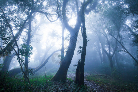 质地郁葱艺术蓝雾柔软的阳光照在蓝色迷雾中的原始森林通过野生树枝发光然后在热带树干上生长的附着植物图片