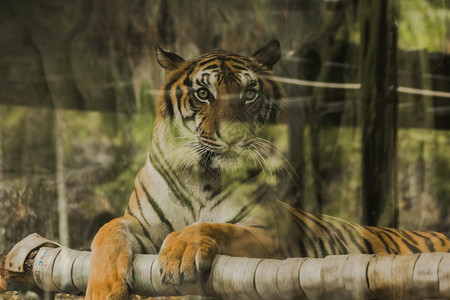 森林一种凝视老虎的眼神令人惊恐虎眼的睛虎的神是所有野兽中最明亮的图片