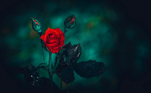 红玫瑰花和两朵在的两边黑暗背景的负面空间下照片右侧为添加文字或诗歌而拍摄的照片自然为了植物图片