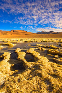 目的地Altiplano高地安第斯原40米度的VegasdeQuepiaco盐湖和环礁智利阿塔卡马沙漠南美洲著名的国人图片