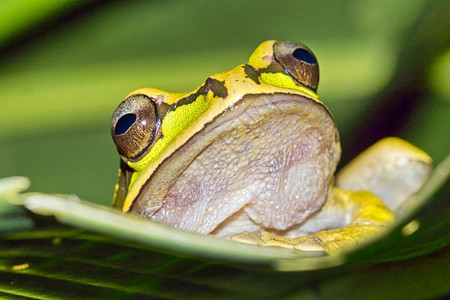 新格拉纳达交叉带宽树蛙Smiliscafaeota热带雨林科瓦多公园奥萨保护区半岛哥斯达黎加中美洲旅行动物群里卡图片