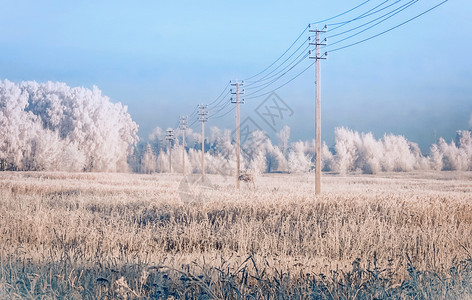 混凝土柱的一行水泥有电缆伸至积雪覆盖的田地到森林边缘的距离冬季白天晴朗下雪覆盖的田地电力线高极凉爽图片