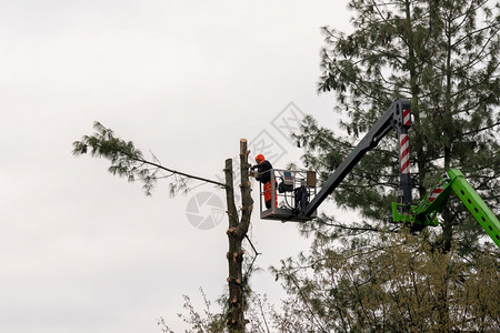 链一名男子在高海拔空升起时有伸直的液压臂笼子切开一棵大树的枝叶维护城市的树木电梯修剪图片