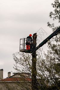 锯铰接式一名男子在高海拔空升起时有伸直的液压臂笼子切开一棵大树的枝叶维护城市的树木绿色图片