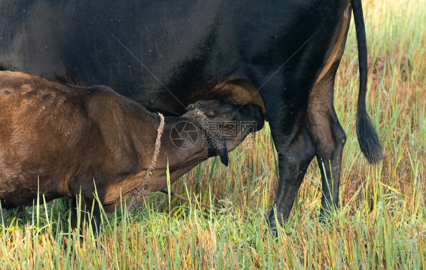 妈们新生年轻小牛在晚上的稻田里喝奶牛在夜间的水稻田里闭上一张照片其中是自然之冠美丽的目光母亲们无限制的爱和照顾他们婴儿概念吸图片