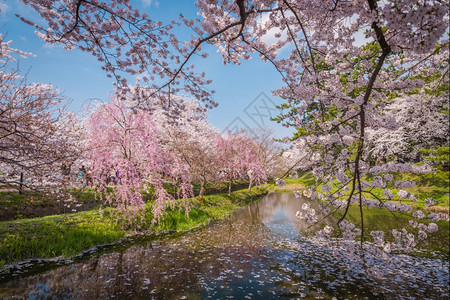 清除花见2014年月8日本青森参观广崎城堡公园的旅游者们宽敞的公园中有美丽的粉红樱花盛开日本人图片