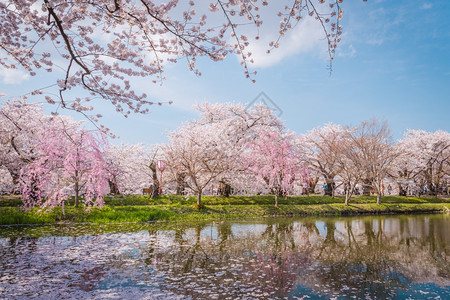 充满活力2014年月8日本青森参观广崎城堡公园的旅游者们宽敞的公园中有美丽的粉红樱花盛开自然蓝色的图片