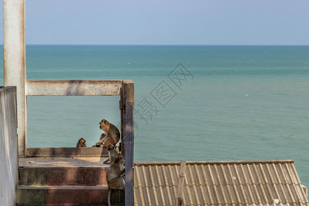 打扫猴子躲过了海边废弃建筑的栏杆上热量选择聚焦点时刻哺乳动物图片