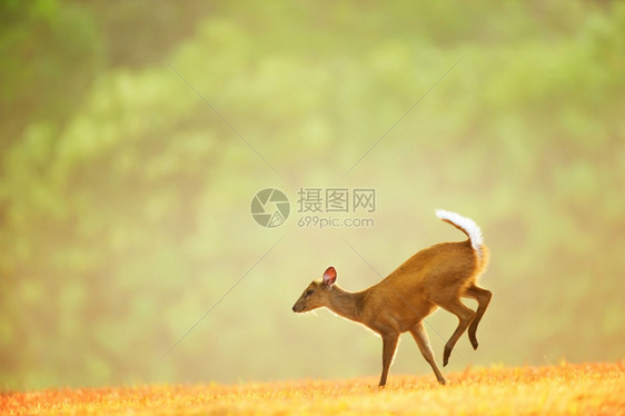 可爱的平静绿色在泰国高叶家公园日出教科文组织世界遗产地的草原上一只小公牛在草地上迈出第一步图片