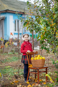 植物可爱的姑娘从树昆斯秋天收获中集五分在花园里收集全篮子五分在农场上种植有机水果可爱的姑娘从树上收集五分可口桲图片