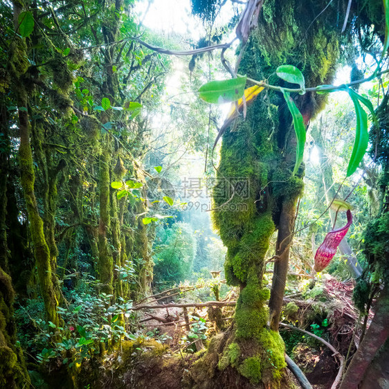 有着惊人的丛林植被和尼彭特斯投手花异国食肉植物的奇幻神秘热带莫丝林森它们以神秘背景生长在青松草中蕨类童话树叶图片