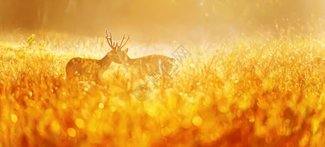发光的猪两只雄鹿在草原上为交配仪式而争吵在晨雾的草原上清晨露水在早光中发Soft关注两只小鹿在雾中散景图片