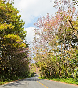 户外黄色的粉红樱花路图片