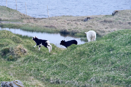 羊毛法罗群岛地貌横向图像有三只年轻的羊羔在法罗群岛瓦加尔绿草上玩耍法罗群岛的光荣景象乡村的天空图片