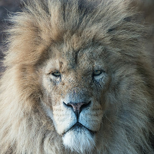 猫雄狮子向相机看的壮丽肖像苹果浏览器晶须图片