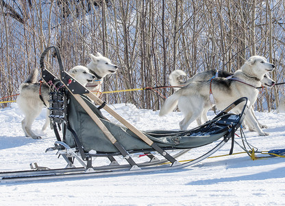 冬天阿尔卑斯山旅行传统木材用蓝色毯子洗成准备用狗来利图片