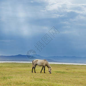 日落夏天鬃毛马在绿草牧场上吃有光和蓝天空的线白马与束轻农业概念图片