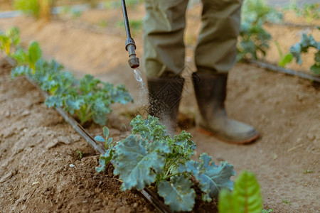 生活园艺概念年轻男农民喷洒化学杀虫剂防止作物受到虫害的影响排蔬菜图片