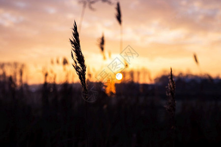 湖场地选择柔焦干草芦苇金色夕阳下随风飘扬的茎秆水平背景模糊的大海复制空间自然夏天草概念自然选择柔焦干草金色夕阳下随风飘扬的茎秆光背景图片