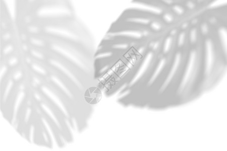 白墙上热带树叶的阴影大型热带植物藤蔓怪兽黑白图像叠加照片或布局黑白图像叠加照片或布局可爱的万圣节秋天图片