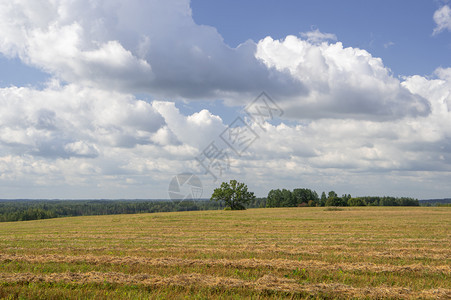 地面夏天拉脱维亚末下午暖的树木环绕着山丘的收获农田情况模式拉托维亚夏季深下午爬坡道图片