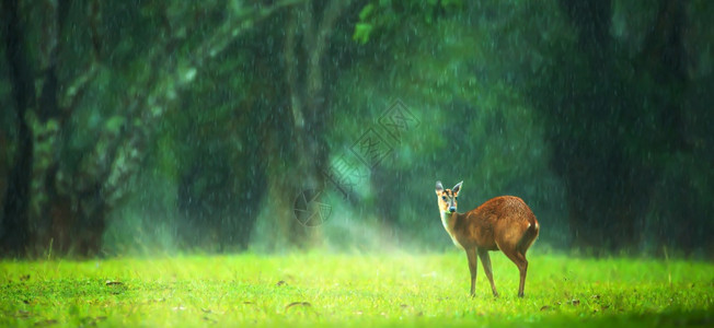 树复杂在泰国豪叶家公园的绿草地上放风时一只小公鹿放松了一点教科文组织世界遗产址聚焦于牛角头麂图片