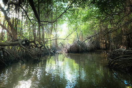 斯里兰卡红树林魔法热带河流和红树林雨以阳光照亮的热带河流和红树雨林为丛景观的奇异美丽斯里兰卡自然和旅游目的地异国情调球背景