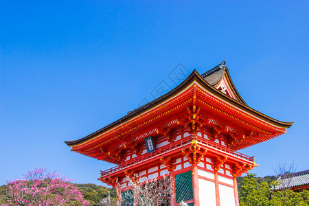 2018年3月2日本京都将开花时日本清仓樱花盛开的水寺庙观光游客神社遗产文化图片