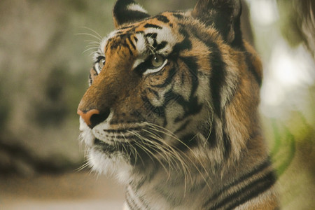濒危绿色分支老虎的眼神令人惊恐虎眼的睛虎的神是所有野兽中最明亮的图片